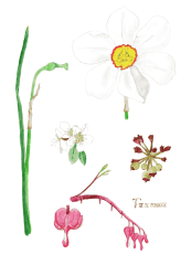 Daffodils 2024