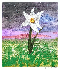 Daffodils 2025