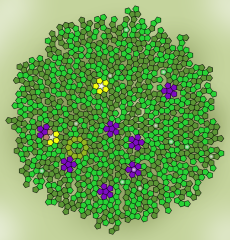 Pentagons 9